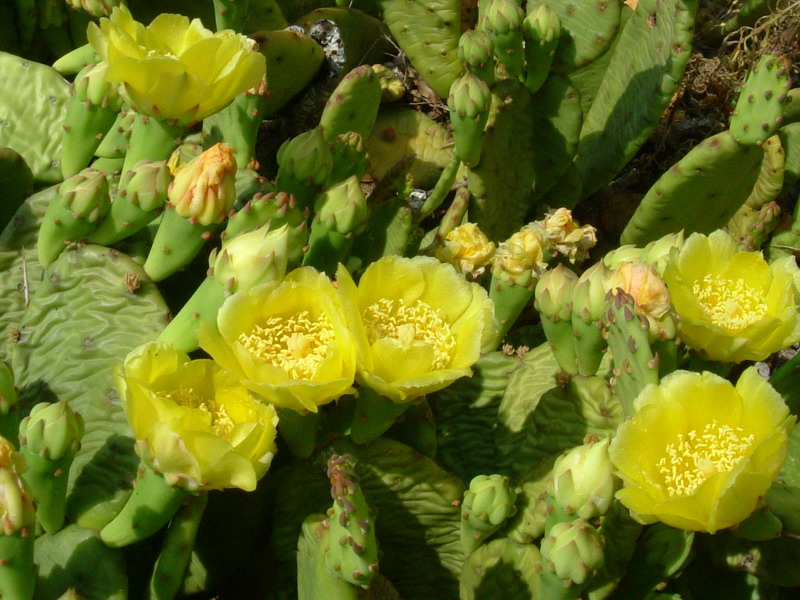 Opuntia humifusa / Fico d''India nano